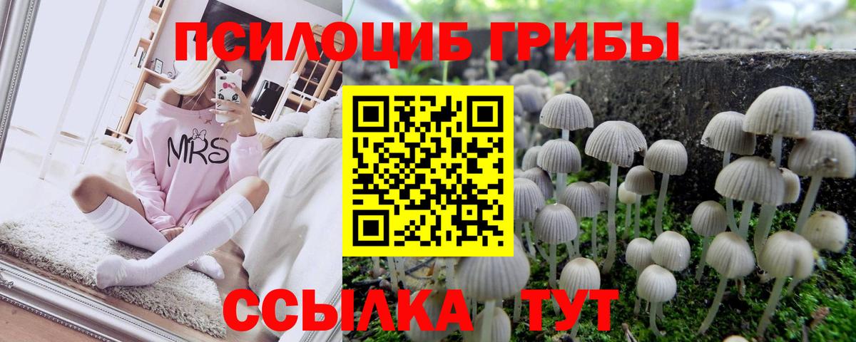Псилоцибиновые грибы Cubensis Магнитогорск